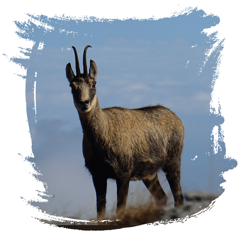 RUPICAPRA RUPICAPRA BALCANICA